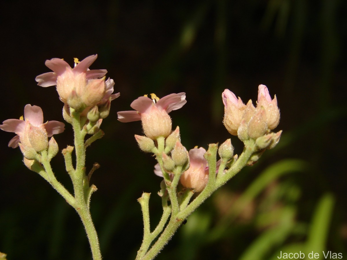Melochia umbellata (Houtt.) Stapf